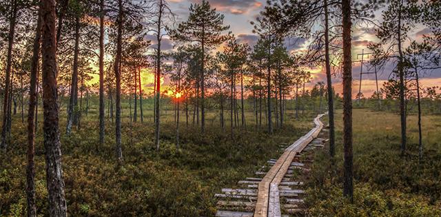 Pitkospuut Seinäjoen Paukanevalla illanlaskussa.