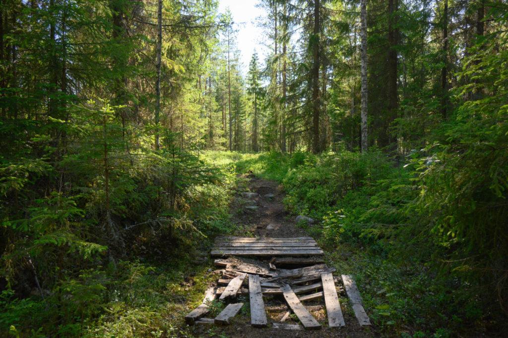 Aarnimetsäpolun vehreä maasto