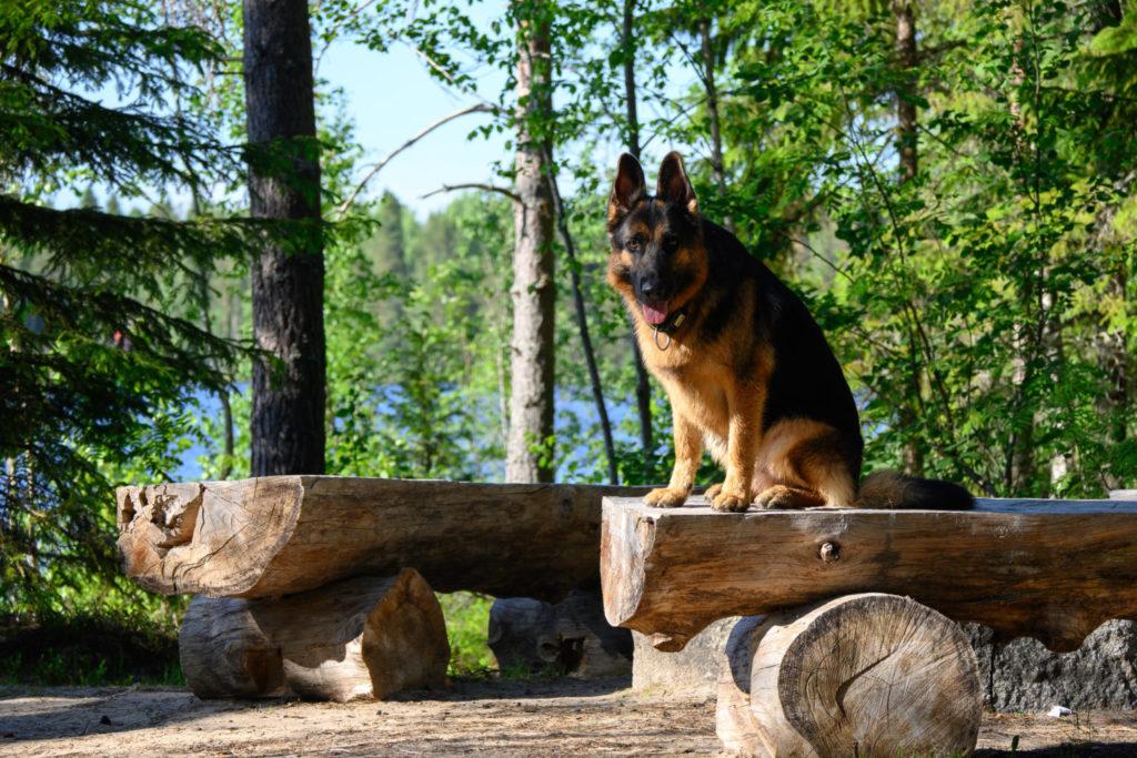 Koira istuu laavun penkeillä katsoen kameraa