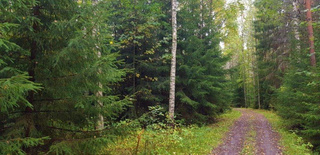 Metsäreitti kulkee metsän läpi