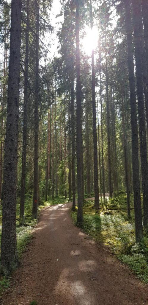 Metsäreitti kulkee puiden katveessa.