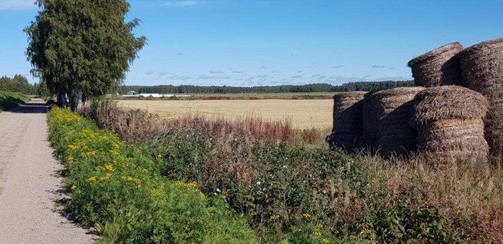 Heinäpaalit pellon vieressä lakeusmaisemissa.