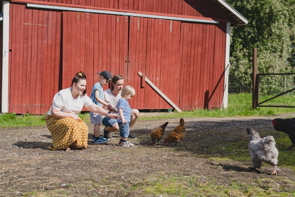 Perhe houkuttelee kanoja luokseen yksissä tuumin