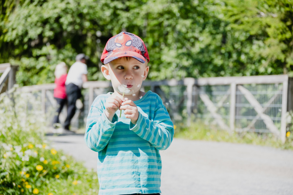 Pieni poika puhaltaa voikukkan siemeniä ulkona