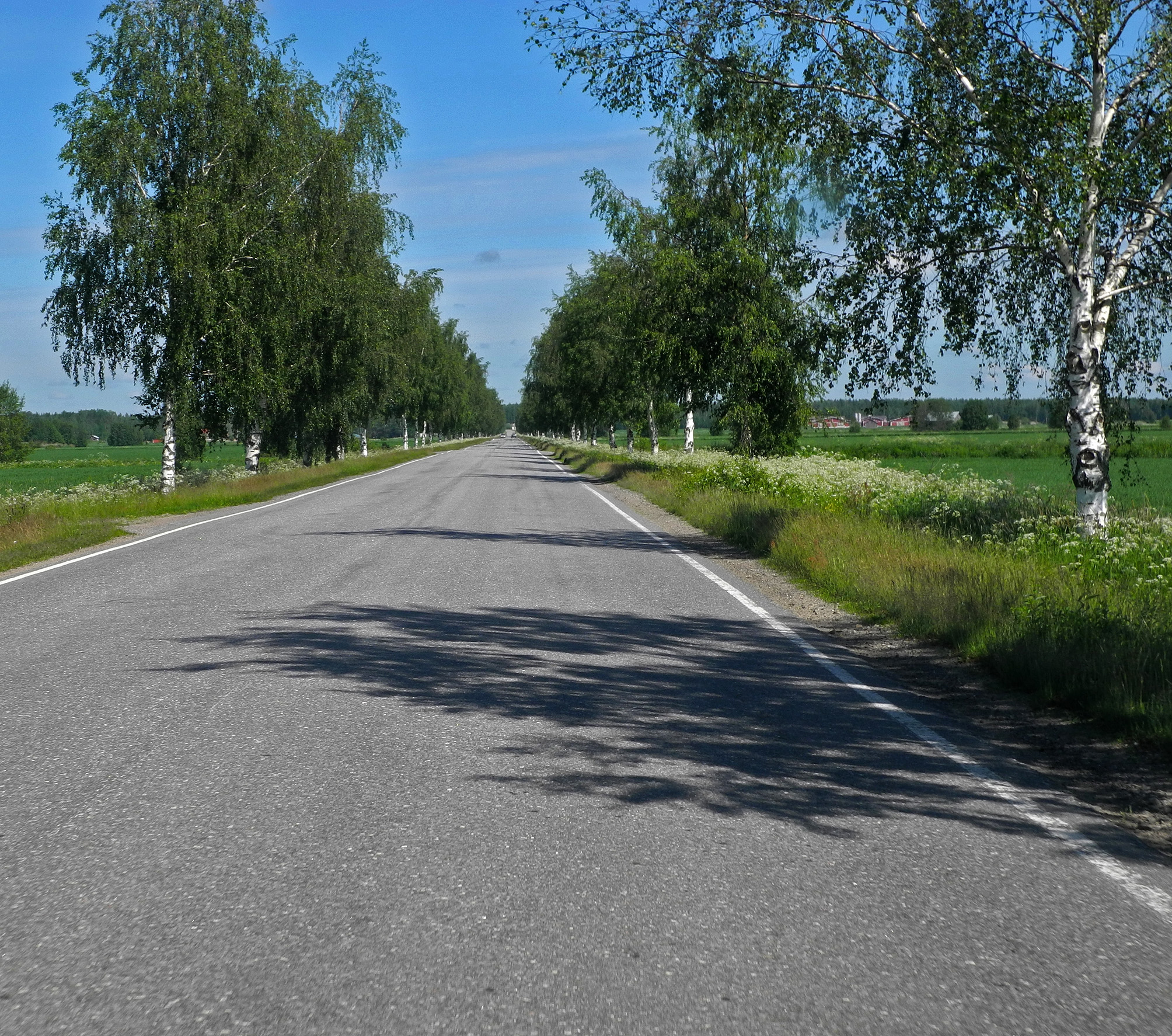 Koivukuja kulkee lakeusmaisemien läpil.